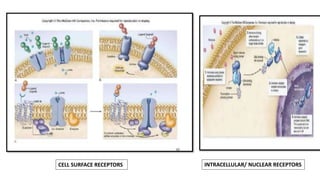 CELL SURFACE RECEPTORS INTRACELLULAR/ NUCLEAR RECEPTORS
 