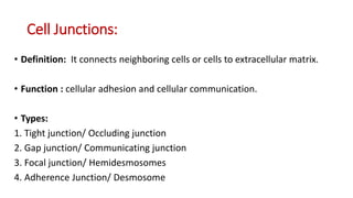 Cell Junctions:
• Definition: It connects neighboring cells or cells to extracellular matrix.
• Function : cellular adhesion and cellular communication.
• Types:
1. Tight junction/ Occluding junction
2. Gap junction/ Communicating junction
3. Focal junction/ Hemidesmosomes
4. Adherence Junction/ Desmosome
 