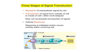 cellular level of organization 2 Anatomy physiology.pptx