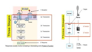 cellular level of organization 2 Anatomy physiology.pptx