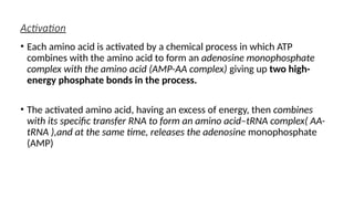 Activation
• Each amino acid is activated by a chemical process in which ATP
combines with the amino acid to form an adenosine monophosphate
complex with the amino acid (AMP-AA complex) giving up two high-
energy phosphate bonds in the process.
• The activated amino acid, having an excess of energy, then combines
with its specific transfer RNA to form an amino acid–tRNA complex( AA-
tRNA ),and at the same time, releases the adenosine monophosphate
(AMP)
 