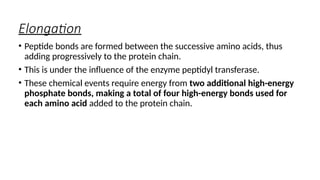 Elongation
• Peptide bonds are formed between the successive amino acids, thus
adding progressively to the protein chain.
• This is under the influence of the enzyme peptidyl transferase.
• These chemical events require energy from two additional high-energy
phosphate bonds, making a total of four high-energy bonds used for
each amino acid added to the protein chain.
 