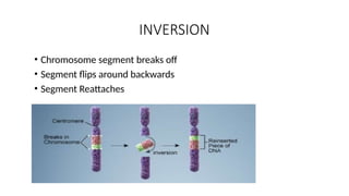 INVERSION
• Chromosome segment breaks off
• Segment flips around backwards
• Segment Reattaches
 
