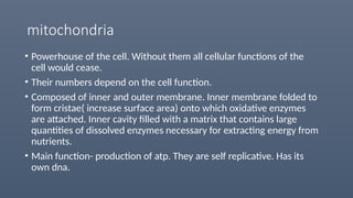 mitochondria
• Powerhouse of the cell. Without them all cellular functions of the
cell would cease.
• Their numbers depend on the cell function.
• Composed of inner and outer membrane. Inner membrane folded to
form cristae( increase surface area) onto which oxidative enzymes
are attached. Inner cavity filled with a matrix that contains large
quantities of dissolved enzymes necessary for extracting energy from
nutrients.
• Main function- production of atp. They are self replicative. Has its
own dna.
 