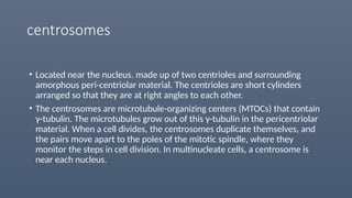 centrosomes
• Located near the nucleus. made up of two centrioles and surrounding
amorphous peri-centriolar material. The centrioles are short cylinders
arranged so that they are at right angles to each other.
• The centrosomes are microtubule-organizing centers (MTOCs) that contain
γ-tubulin. The microtubules grow out of this γ-tubulin in the pericentriolar
material. When a cell divides, the centrosomes duplicate themselves, and
the pairs move apart to the poles of the mitotic spindle, where they
monitor the steps in cell division. In multinucleate cells, a centrosome is
near each nucleus.
 