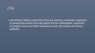 cilia
• specialized cellular projections that are used by unicellular organisms
to propel themselves through liquid and by multicellular organisms
to propel mucus and other substances over the surface of various
epithelia
 