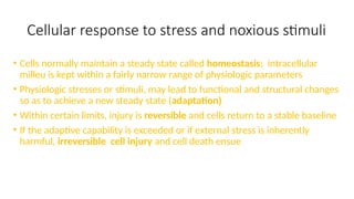 Cellular response to stress and noxious stimuli
• Cells normally maintain a steady state called homeostasis; intracellular
milleu is kept within a fairly narrow range of physiologic parameters
• Physiologic stresses or stimuli, may lead to functional and structural changes
so as to achieve a new steady state (adaptation)
• Within certain limits, injury is reversible and cells return to a stable baseline
• If the adaptive capability is exceeded or if external stress is inherently
harmful, irreversible cell injury and cell death ensue
 