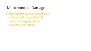Mitochondrial Damage
• Mitochondria can be damaged by:
• Increases in cytosolic Ca2+
• Reactive oxygen species
• Oxygen deprivation
 