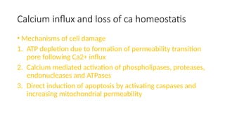 Calcium influx and loss of ca homeostatis
• Mechanisms of cell damage
1. ATP depletion due to formation of permeability transition
pore following Ca2+ influx
2. Calcium mediated activation of phospholipases, proteases,
endonucleases and ATPases
3. Direct induction of apoptosis by activating caspases and
increasing mitochondrial permeability
 