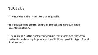 NUCLEUS
• The nucleus is the largest cellular organelle.
• It is basically the control centre of the cell and harbours large
quantities of DNA.
• The nucleolus is the nuclear subdomain that assembles ribosomal
subunits, harbouring large amounts of RNA and proteins types found
in ribosomes
 