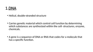 1.DNA
• Helical, double-stranded structure
• Carries genetic material which control cell function by determining
which substances are synthesized within the cell- structures, enzyme,
chemicals.
• A gene is a sequence of DNA or RNA that codes for a molecule that
has a specific function.
 