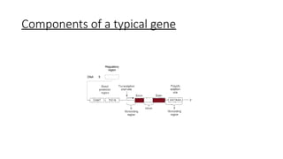 Components of a typical gene
DNA 5
Regulatory
region
 