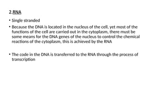 2.RNA
• Single stranded
• Because the DNA is located in the nucleus of the cell, yet most of the
functions of the cell are carried out in the cytoplasm, there must be
some means for the DNA genes of the nucleus to control the chemical
reactions of the cytoplasm, this is achieved by the RNA
• The code in the DNA is transferred to the RNA through the process of
transcription
 