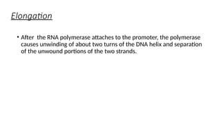Elongation
• After the RNA polymerase attaches to the promoter, the polymerase
causes unwinding of about two turns of the DNA helix and separation
of the unwound portions of the two strands.
 