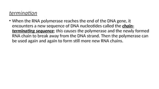 termination
• When the RNA polymerase reaches the end of the DNA gene, it
encounters a new sequence of DNA nucleotides called the chain-
terminating sequence; this causes the polymerase and the newly formed
RNA chain to break away from the DNA strand. Then the polymerase can
be used again and again to form still more new RNA chains.
 