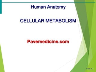 Slide 2.1
Human AnatomyHuman Anatomy
CELLULAR METABOLISMCELLULAR METABOLISM
Pavemedicine.comPavemedicine.com
 