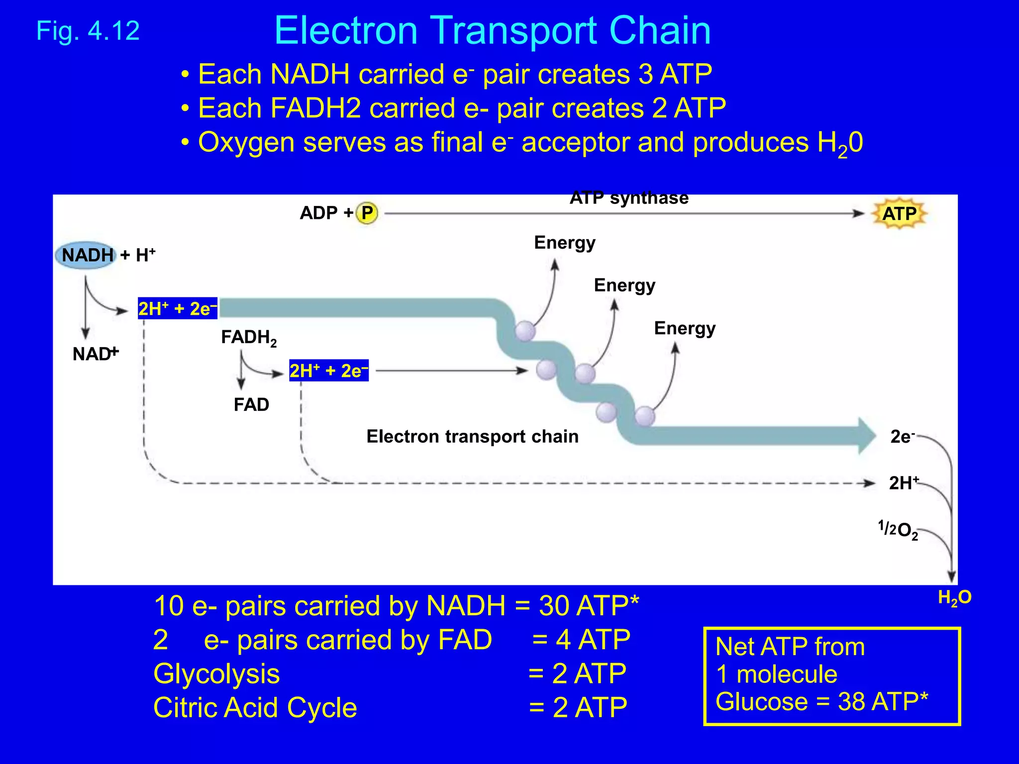 Cellular Metabolism.ppt