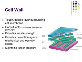 Comprehensive Overview of Cell Biology: Structure, Function, and ...