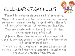 CELLULAR ORGANELLES
The cellular components are called cell organelles.
These cell organelles include both membrane and non-
membrane bound organelles, present within the cells
and are distinct in their structures and functions.
They coordinate and function efficiently for the
normal functioning of the cell.
A few of them function by providing shape and
support, whereas some are involved in the locomotion
and reproduction of a cell.
There are various organelles present within the cell
and are classified into three categories based on the
presence or absence of membrane.
 