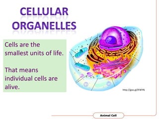 Cells are the
smallest units of life.

That means
individual cells are
alive.

http://goo.gl/lFWYN

 