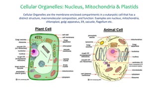 Cellular Organelles: Nucleus, Mitochondria & Plastids
Cellular Organelles are the membrane-enclosed compartments in a eukaryotic cell that has a
distinct structure, macromolecular composition, and function. Examples are nucleus, mitochondria,
chloroplast, golgi apparatus, ER, vacuole, flagellum etc.
 