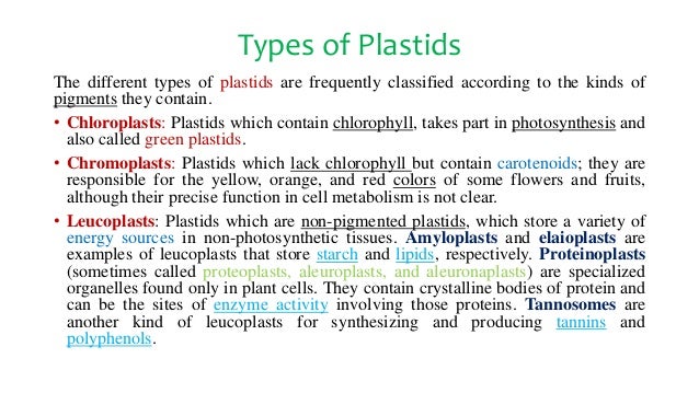 Cellular Organelles Nucleus Mitochondria U0026 Plastids