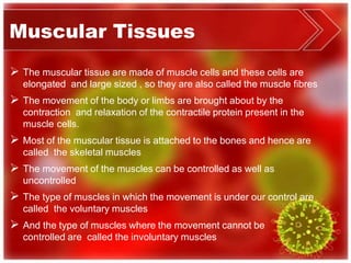 Muscular Tissues
 The muscular tissue are made of muscle cells and these cells are
elongated and large sized , so they are also called the muscle fibres
 The movement of the body or limbs are brought about by the
contraction and relaxation of the contractile protein present in the
muscle cells.
 Most of the muscular tissue is attached to the bones and hence are
called the skeletal muscles
 The movement of the muscles can be controlled as well as
uncontrolled
 The type of muscles in which the movement is under our control are
called the voluntary muscles
 And the type of muscles where the movement cannot be
controlled are called the involuntary muscles
 