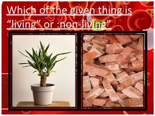 Which of the given thing is
“living” or :non-living”
 