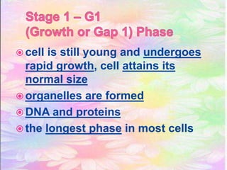  cell is still young and undergoes
rapid growth, cell attains its
normal size
organelles are formed
DNA and proteins
the longest phase in most cells