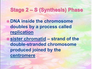  DNA inside the chromosome
doubles by a process called
replication
sister chromatid – strand of the
double-stranded chromosome
produced joined by the
centromere