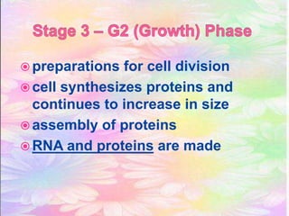  preparations for cell division
cell synthesizes proteins and
continues to increase in size
assembly of proteins
RNA and proteins are made