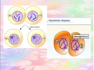 Cellular organization and cell reproduction