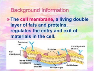  The cell membrane, a living double
layer of fats and proteins,
regulates the entry and exit of
materials in the cell.
