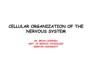CELLULAR ORGANIZATION OF THE
NERVOUS SYSTEM
DR. BRIAN LISHENGA
DEPT. OF MEDICAL PHYSIOLOGY
EGERTON UNIVERSITY
 