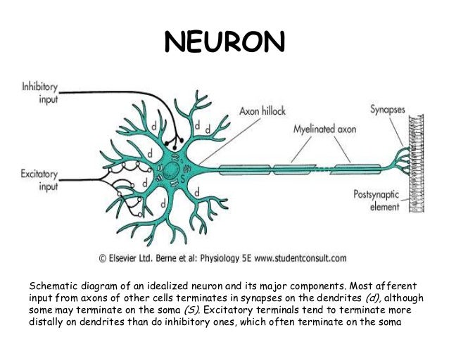 Cellular organization of the nervous system