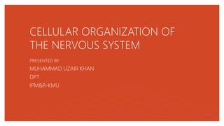 CELLULAR ORGANIZATION OF
THE NERVOUS SYSTEM
PRESENTED BY
MUHAMMAD UZAIR KHAN
DPT
IPM&R-KMU
 