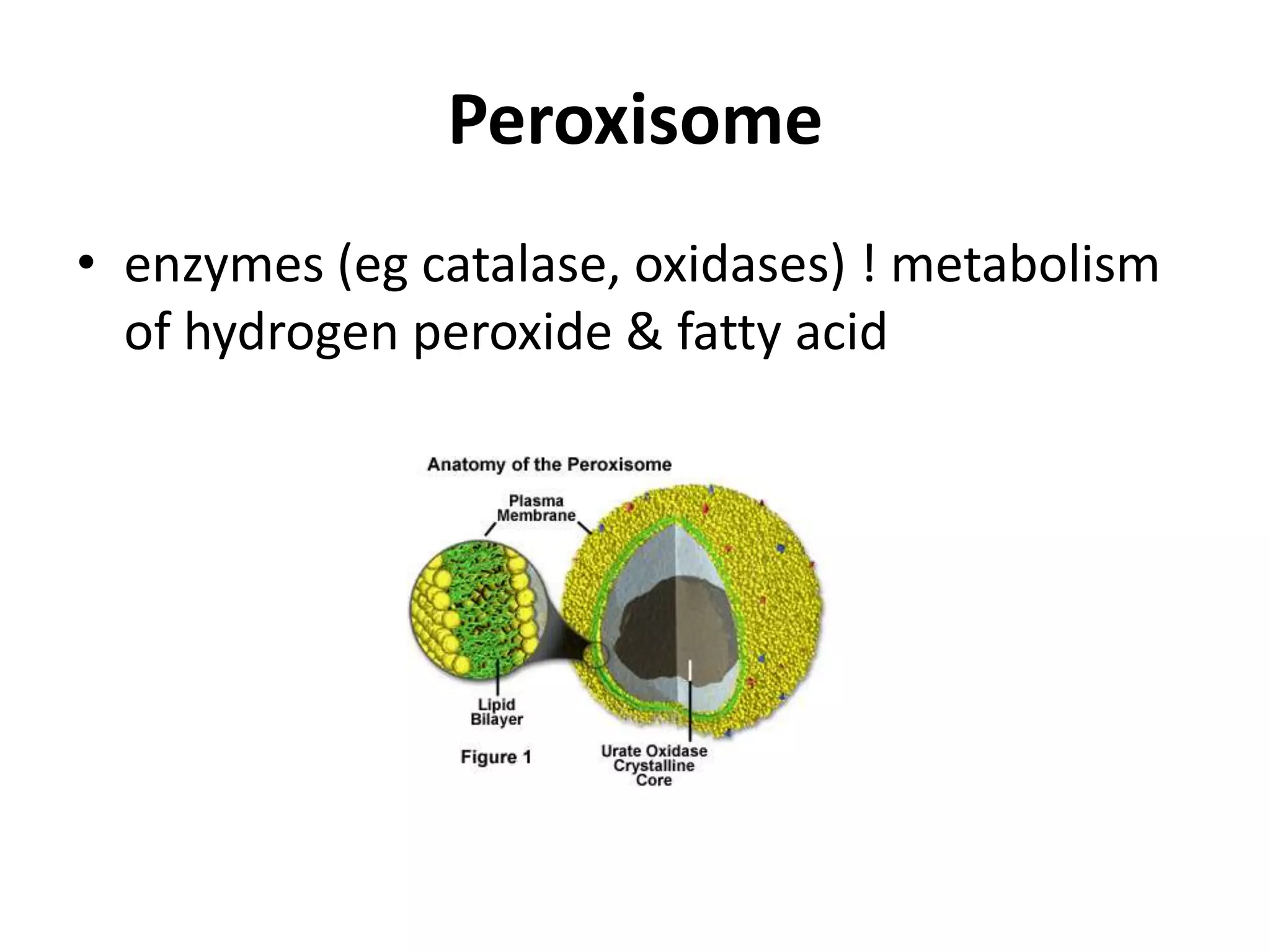 Peroxisomeenzymes (egcatalase, oxidases) ! metabolism of hydrogen peroxide & fatty acid