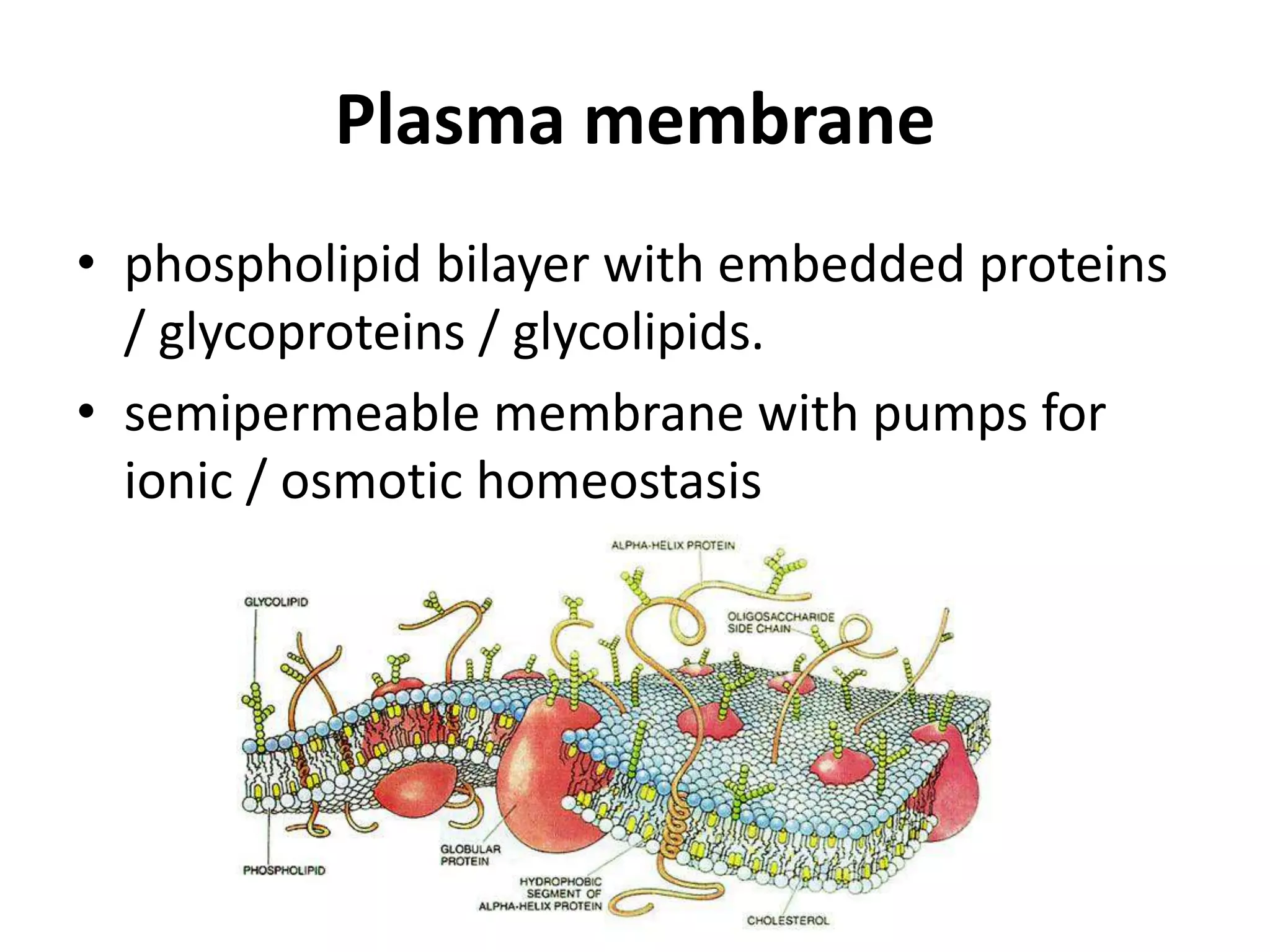 Plasma membranephospholipid bilayer with embedded proteins / glycoproteins / glycolipids.semipermeable membrane with pumps for ionic / osmotic homeostasis