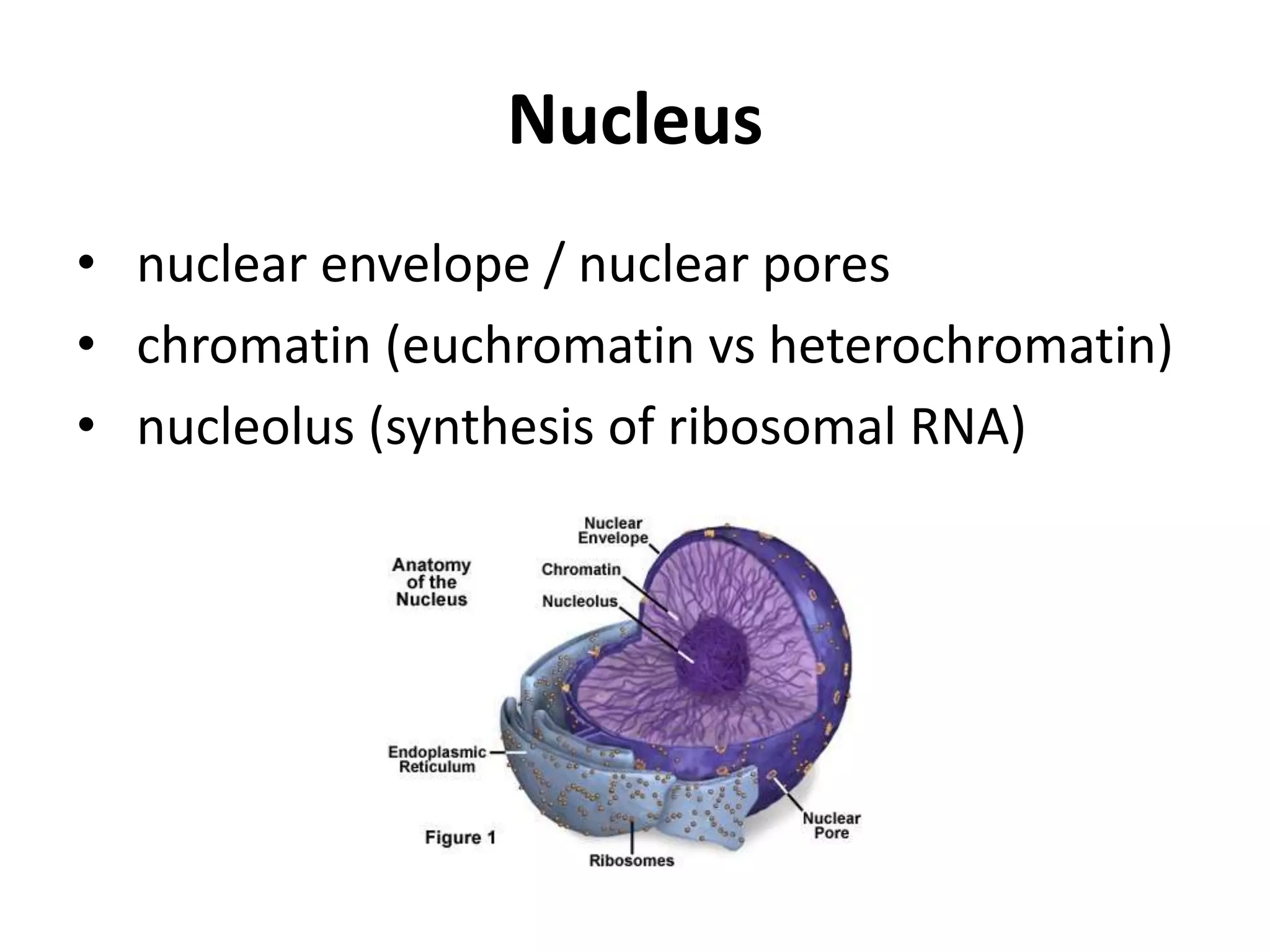 Nucleus nuclear envelope / nuclear poreschromatin (euchromatinvsheterochromatin)nucleolus (synthesis of ribosomal RNA)