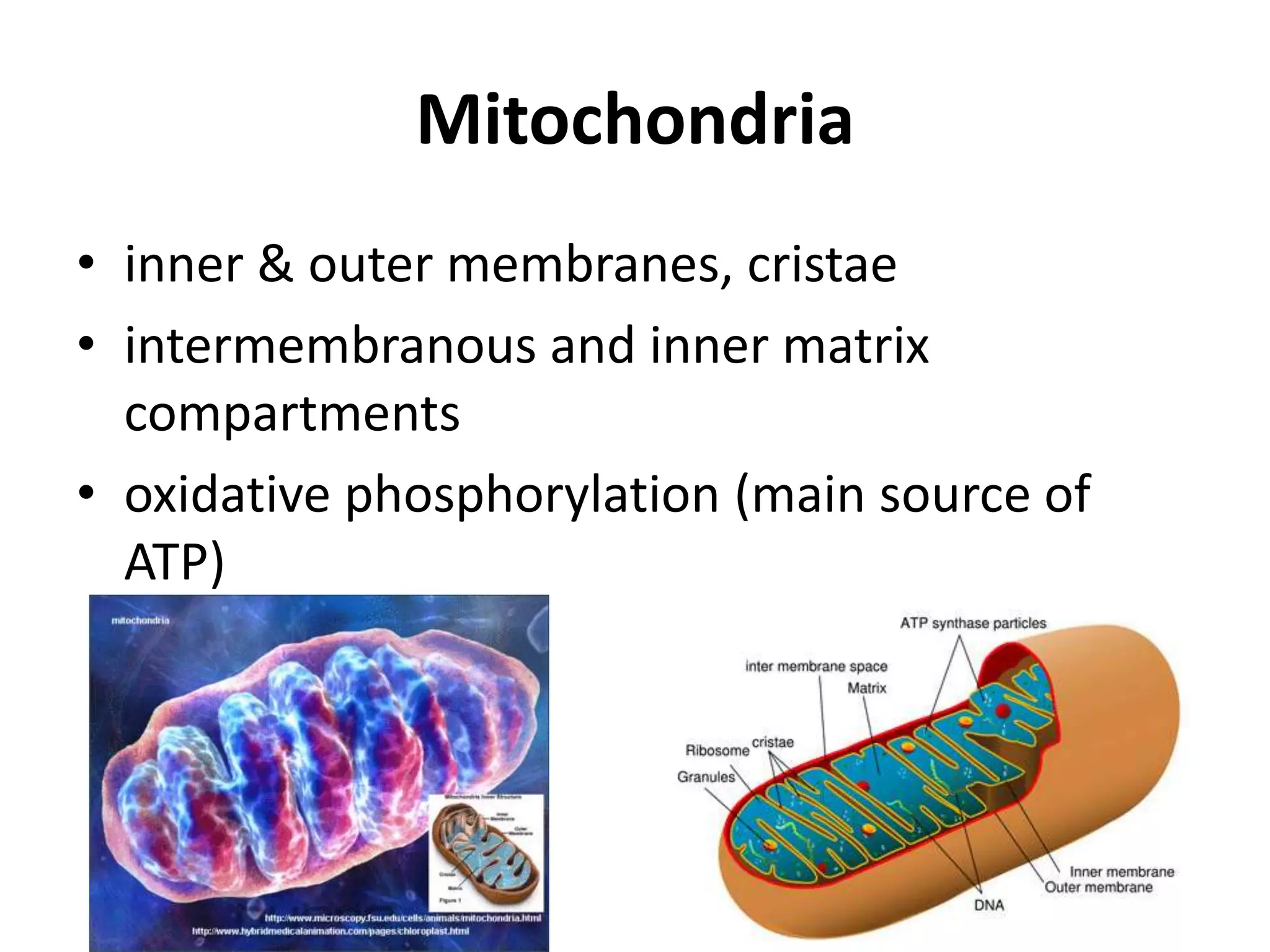 Mitochondriainner & outer membranes, cristaeintermembranousand inner matrix compartmentsoxidative phosphorylation (main source of ATP)