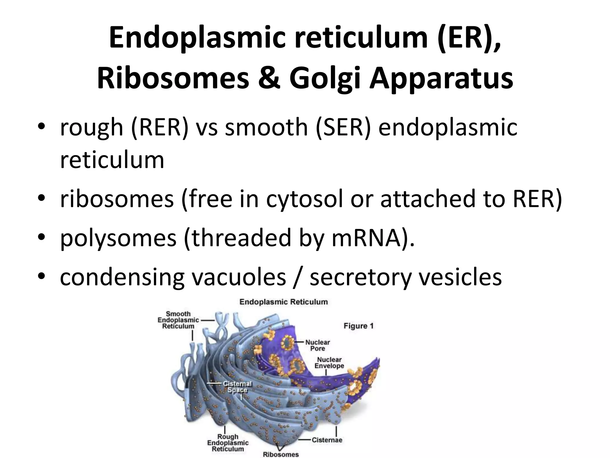 Endoplasmic reticulum (ER),Ribosomes & Golgi Apparatusrough (RER) vs smooth (SER) endoplasmic reticulumribosomes(free in cytosol or attached to RER)polysomes(threaded by mRNA).condensing vacuoles / secretoryvesicles