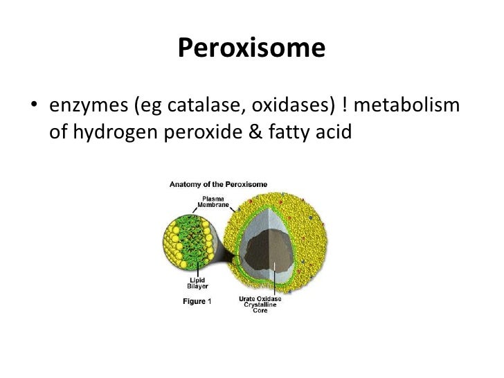Cellular pathology