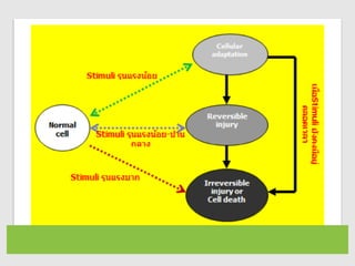 Cellular Pathology พิษณุ ดวงกระโทก.pdf