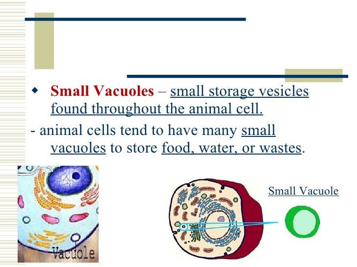Cellular Presentation