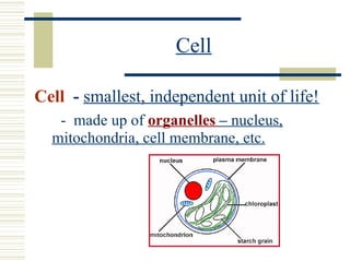 Cellular Presentation | PPT