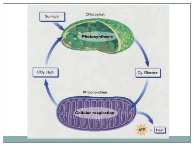 cell processes cell processes