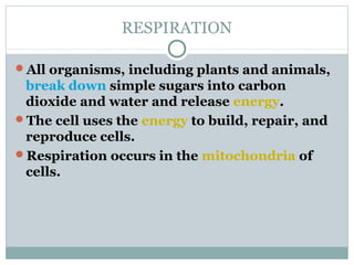 RESPIRATION
All organisms, including plants and animals,
break down simple sugars into carbon
dioxide and water and release energy.
The cell uses the energy to build, repair, and
reproduce cells.
Respiration occurs in the mitochondria of
cells.
 