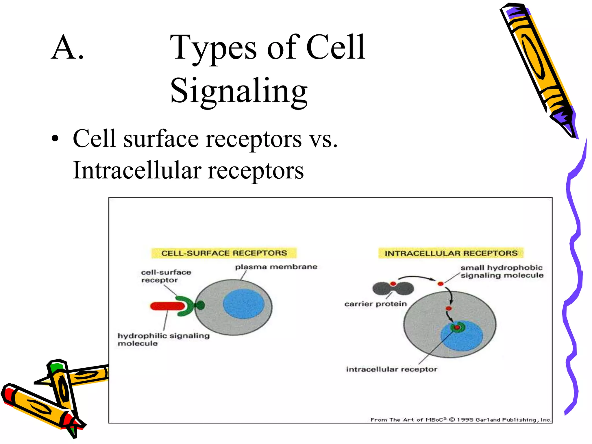 CELL SIGNALING | PPT