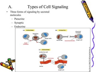 CELL SIGNALING | PPT