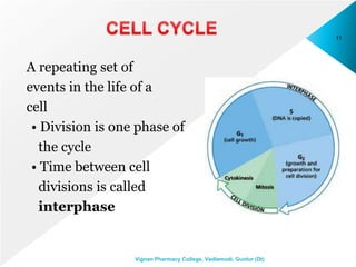 A repeating set of
events in the life of a
cell
• Division is one phase of
the cycle
• Time between cell
divisions is called
interphase
11
Vignan Pharmacy College, Vadlamudi, Guntur (Dt)
 